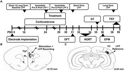 Immediate and long-term electrophysiological biomarkers of antidepressant-like behavioral effects after subanesthetic ketamine and medial prefrontal cortex deep brain stimulation treatment